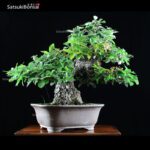 Quercus Ilex - Leccio VENDUTO - immagine 2