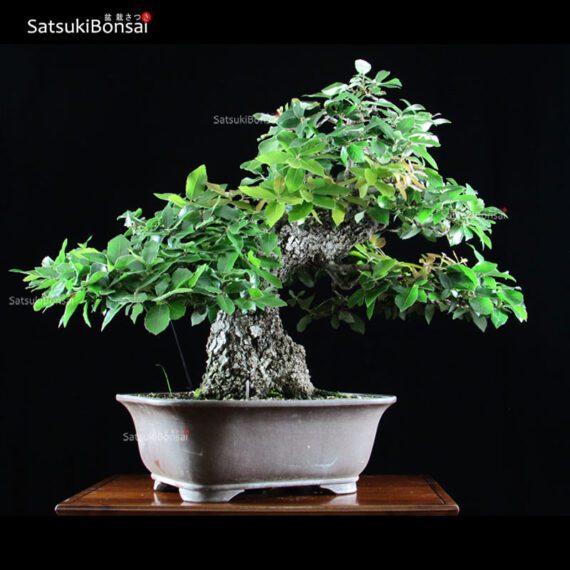 Quercus Ilex - Leccio VENDUTO - immagine 2