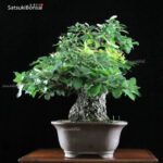 Quercus Ilex - Leccio VENDUTO - immagine 3