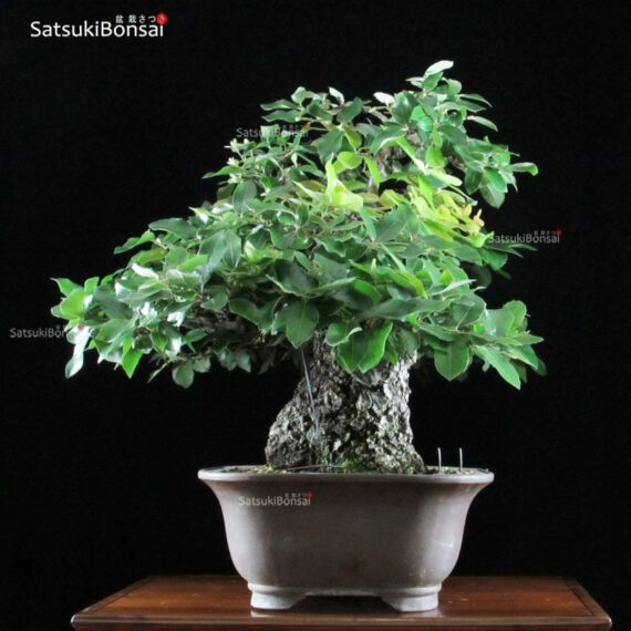 Quercus Ilex - Leccio VENDUTO - immagine 3