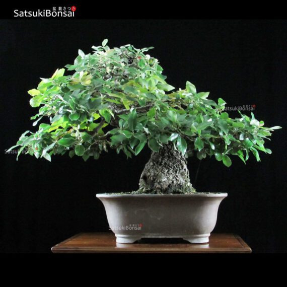 Quercus Ilex - Leccio VENDUTO - immagine 4