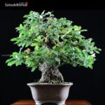 Quercus Ilex - Leccio VENDUTO - immagine 5
