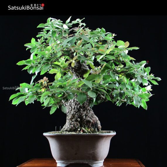 Quercus Ilex - Leccio VENDUTO - immagine 5