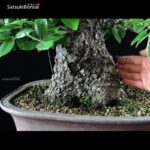 Quercus Ilex - Leccio VENDUTO - immagine 8