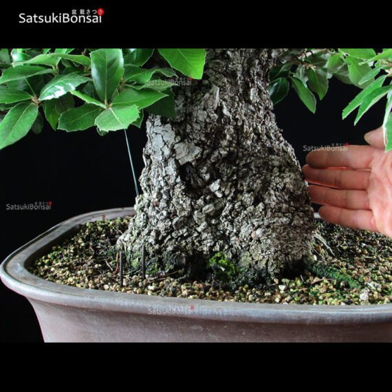 Quercus Ilex - Leccio VENDUTO - immagine 8