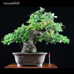 Quercus Ilex - Leccio VENDUTO