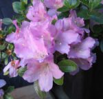 Azalea Satsuki KUNPU - immagine 2