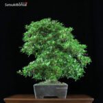 Azalea Satsuki Var. YODO-NO-HIKARI VENDUTO - immagine 5