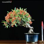 Pyracantha angustifolia VENDUTO