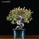 Pyracantha angustifolia VENDUTO - immagine 2