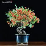 Pyracantha angustifolia VENDUTO - immagine 4