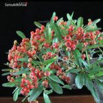 Pyracantha angustifolia VENDUTO - immagine 5