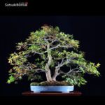 Acero palmato var. Deshojo VENDUTO - immagine 3