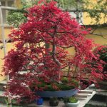 Acero palmato var. Deshojo VENDUTO