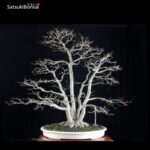 Acero palmato var. Deshojo ceppaia VENDUTO