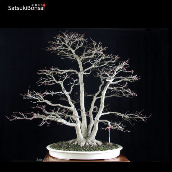 1312_1--Acer-deshojo Acero palmato var. Deshojo ceppaia VENDUTO - immagine 1