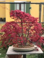 Acero palmato var. Deshojo ceppaia VENDUTO - immagine 6