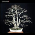 Acero palmato var. Deshojo ceppaia VENDUTO - immagine 2