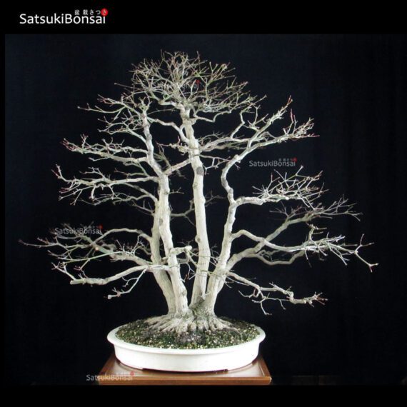 Acero palmato var. Deshojo ceppaia VENDUTO - immagine 2