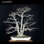 Acero palmato var. Deshojo ceppaia VENDUTO - immagine 3