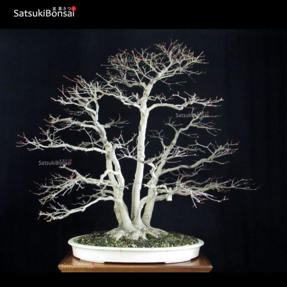 Acero palmato var. Deshojo ceppaia VENDUTO - immagine 3