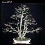 Acero palmato var. Deshojo ceppaia VENDUTO - immagine 4