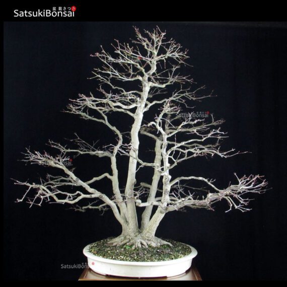 Acero palmato var. Deshojo ceppaia VENDUTO - immagine 4