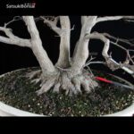 Acero palmato var. Deshojo ceppaia VENDUTO - immagine 5