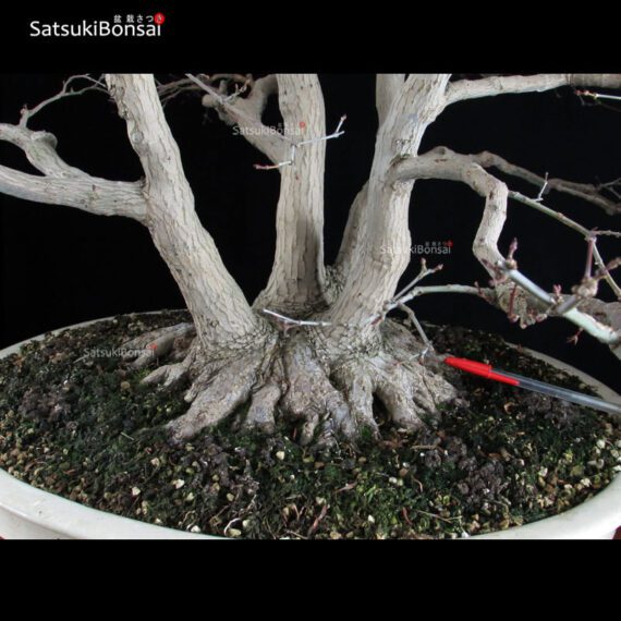 Acero palmato var. Deshojo ceppaia VENDUTO - immagine 5