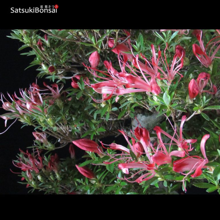 Azalea Satsuki Togenkyo VENDUTO SatsukiBonsai