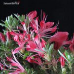 Azalea Satsuki Togenkyo VENDUTO - immagine 5