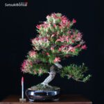 Azalea Satsuki Togenkyo VENDUTO