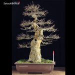 Acer Buergerianum VENDUTO