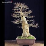 Acer Buergerianum VENDUTO - immagine 2