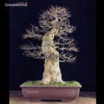 Acer Buergerianum VENDUTO - immagine 3
