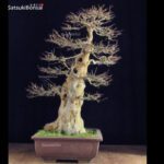 Acer Buergerianum VENDUTO - immagine 4