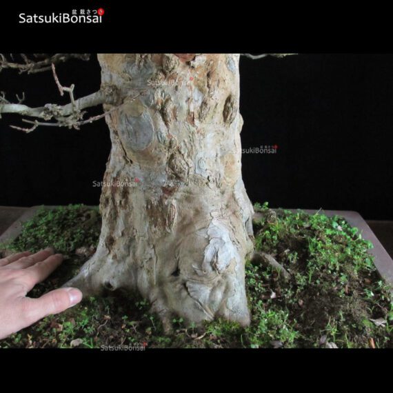 Acer Buergerianum VENDUTO - immagine 5