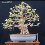 Pseudocydonia Sinensis VENDUTO