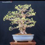 Pseudocydonia Sinensis VENDUTO - immagine 2