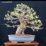 Pseudocydonia Sinensis VENDUTO - immagine 3