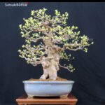 Pseudocydonia Sinensis VENDUTO - immagine 4