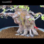 Pseudocydonia Sinensis VENDUTO - immagine 5