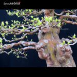 Pseudocydonia Sinensis VENDUTO - immagine 6