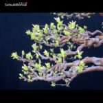 Pseudocydonia Sinensis VENDUTO - immagine 7