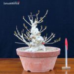 Ilex serrata femmina VENDUTO