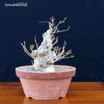 Ilex serrata femmina VENDUTO - immagine 2