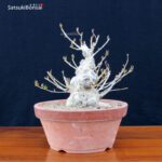 Ilex serrata femmina VENDUTO - immagine 3