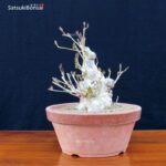 Ilex serrata femmina VENDUTO - immagine 4