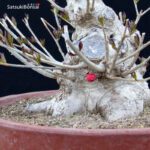 Ilex serrata femmina VENDUTO - immagine 5