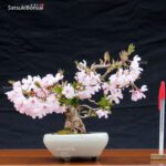 Fuji Sakura Ciliegio da fiore VENDUTO